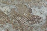 Ordovician, Fossil Graptolite (Araneograptus) Plate - Morocco #116748-2